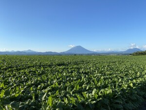 洞爺湖側から羊蹄山